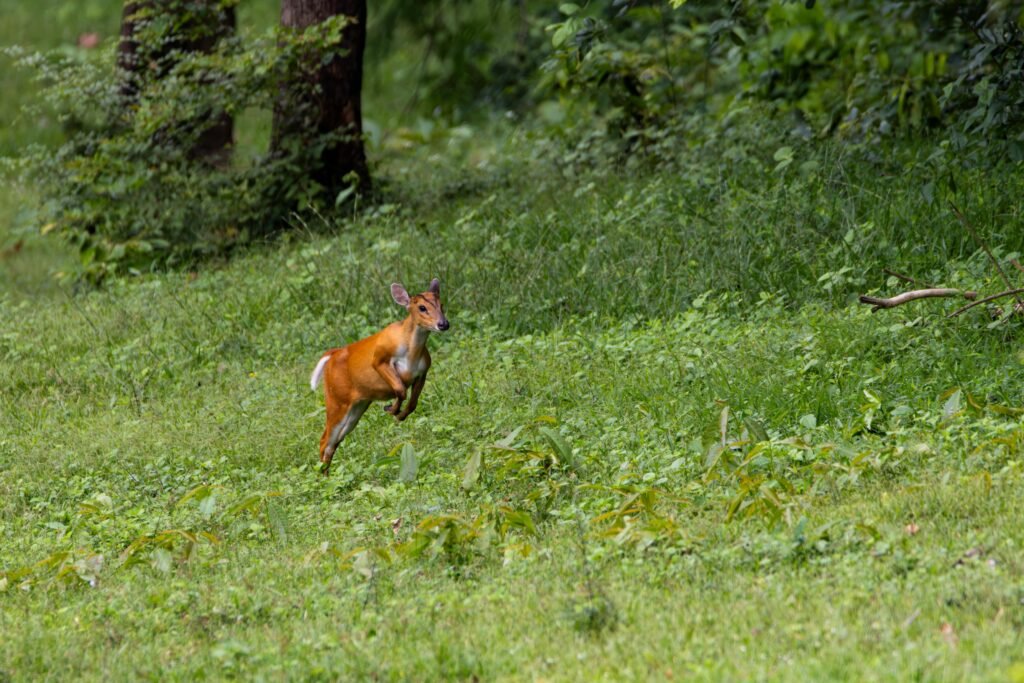 A muntjac deer captured mid-leap in a vibrant green forest, epitomizing wildlife in nature.