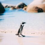 An African Penguin stands gracefully on a sunny beach in Cape Town, South Africa.