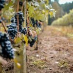 Close-up of grapevines loaded with ripe grapes in a vineyard, showcasing a rich harvest.