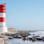 beach, lighthouse, seals, north sea, island, sand, sandy beach, water, landmark, nature reserve, sea, helgoland, sea creatures, wildlife, group, lie, gray seals, coast, nature, heaven, dune, seal, mammal, dog seal, sunbathing